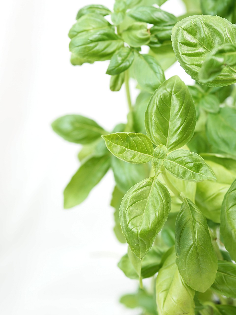 basil aroma italian free photo