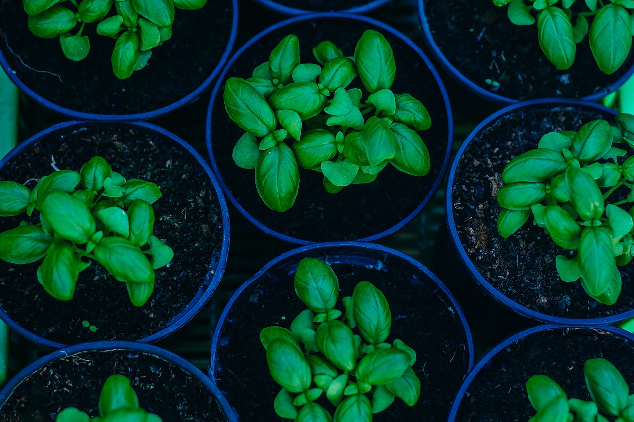 basil plant green free photo