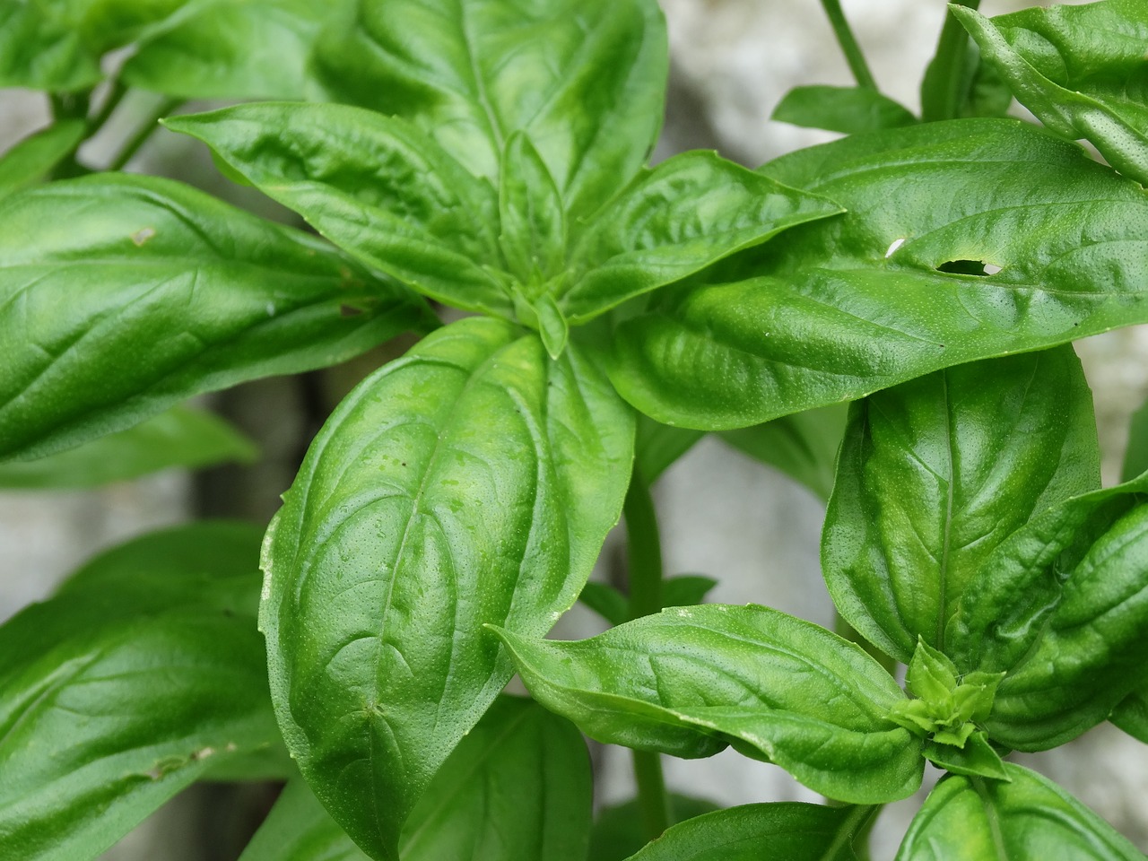 basil herb ingredient free photo