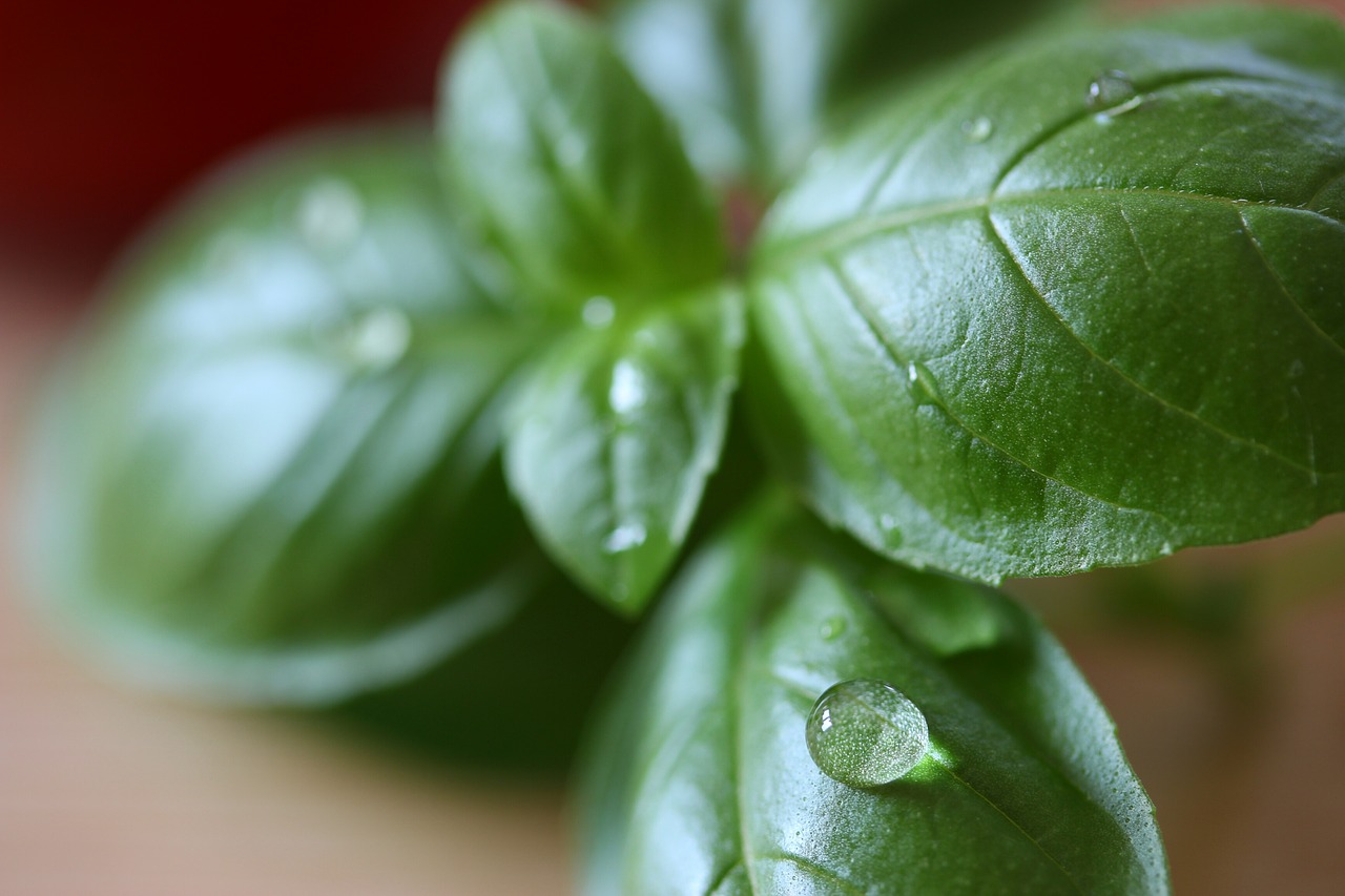 basil herbs italian free photo