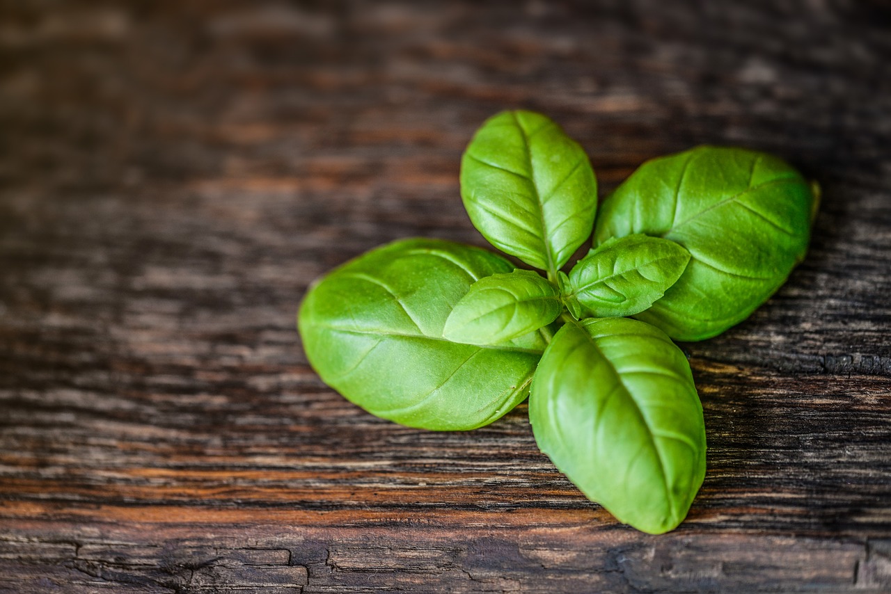 basil  leaf  herb free photo