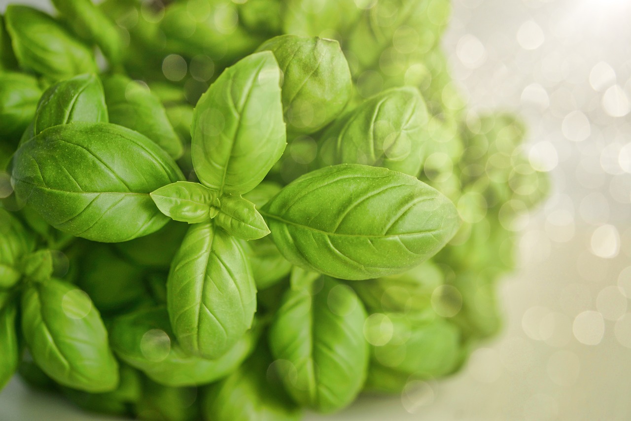 basil  green  herb free photo