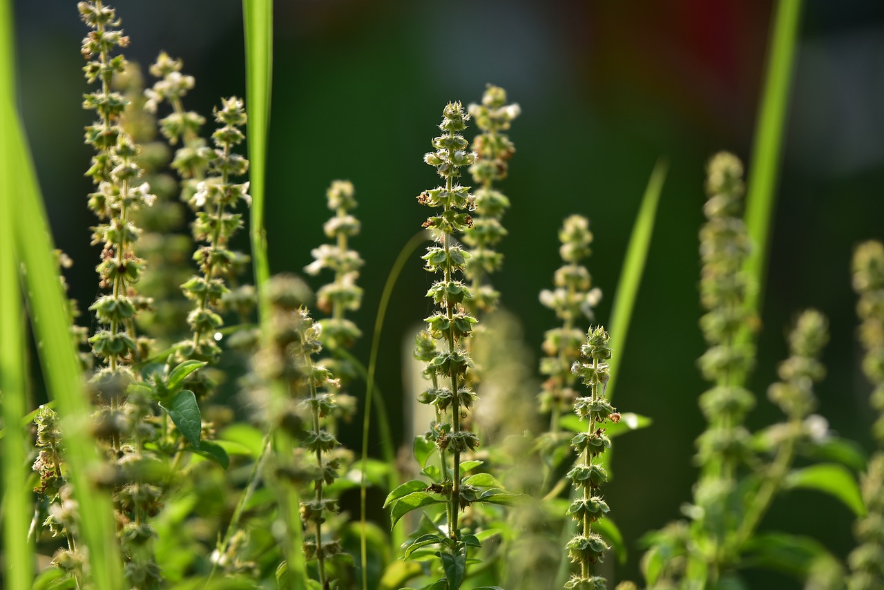 basil  seeds  herb free photo