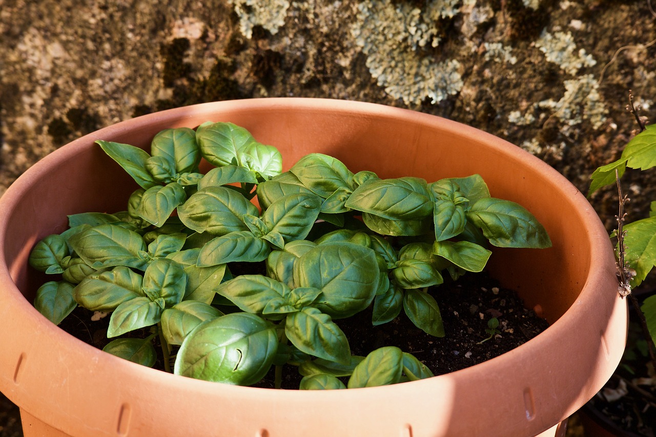 basil  herbs  garden free photo