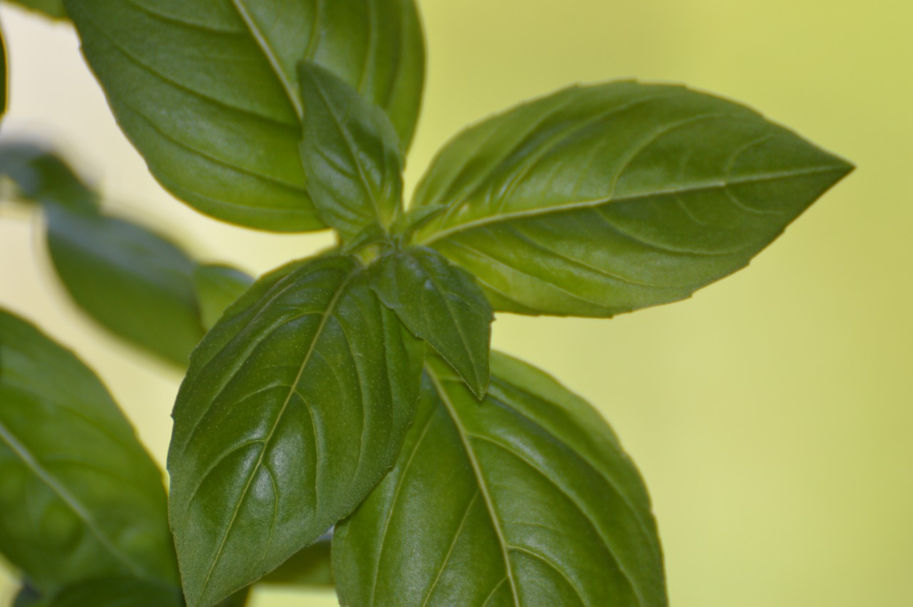 basil  summer  garden free photo