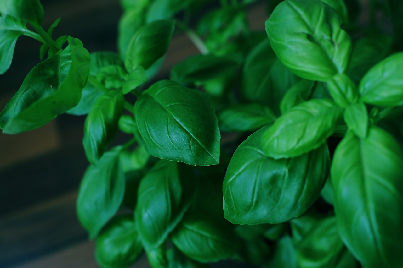 basil  herbs  green free photo