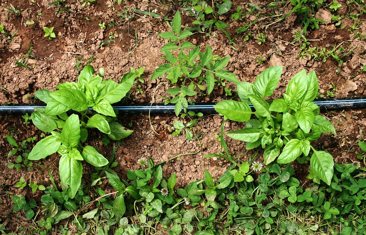 basil garden gardening free photo