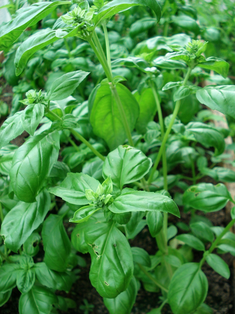 basil herbs spices free photo