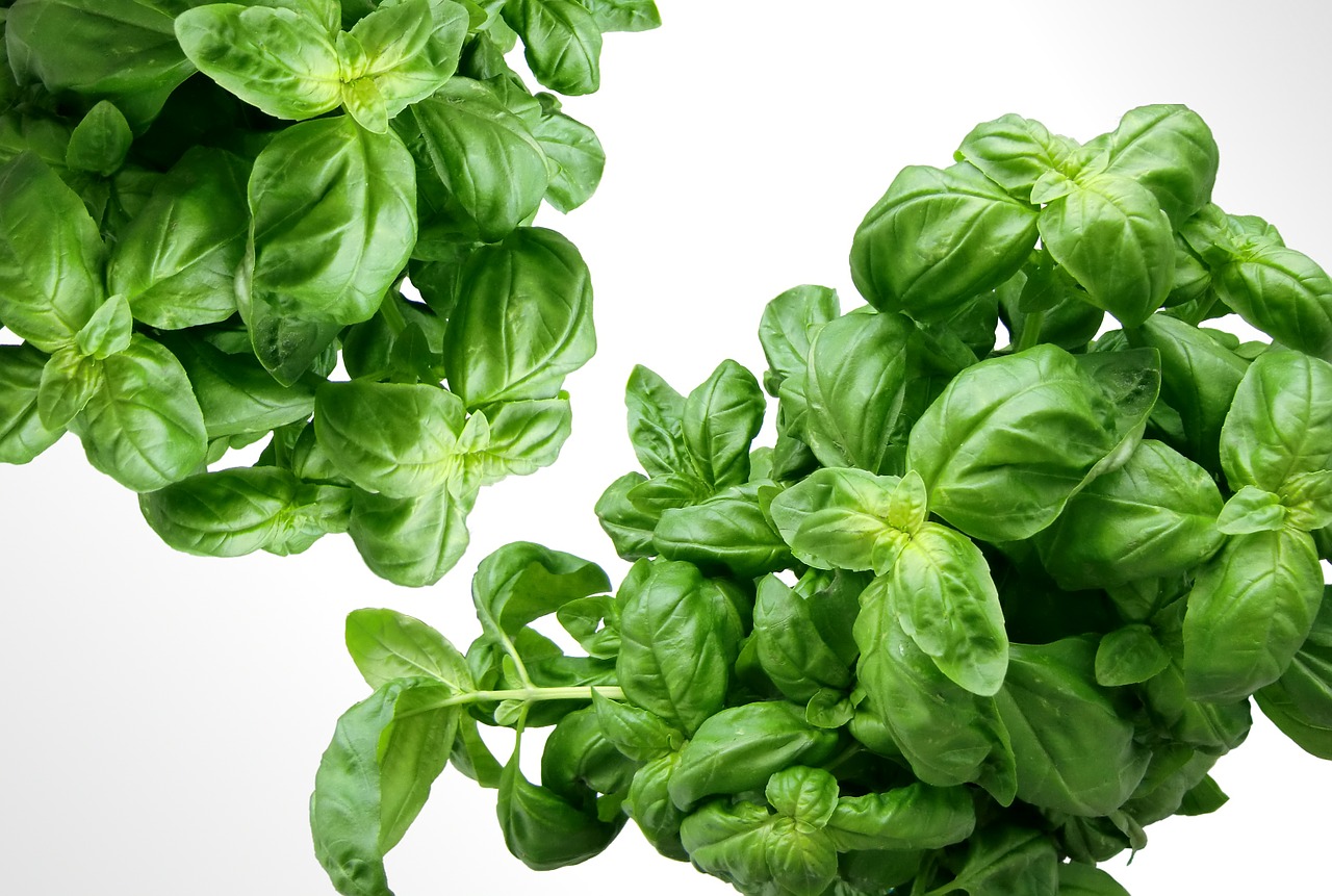 basil herbs green free photo