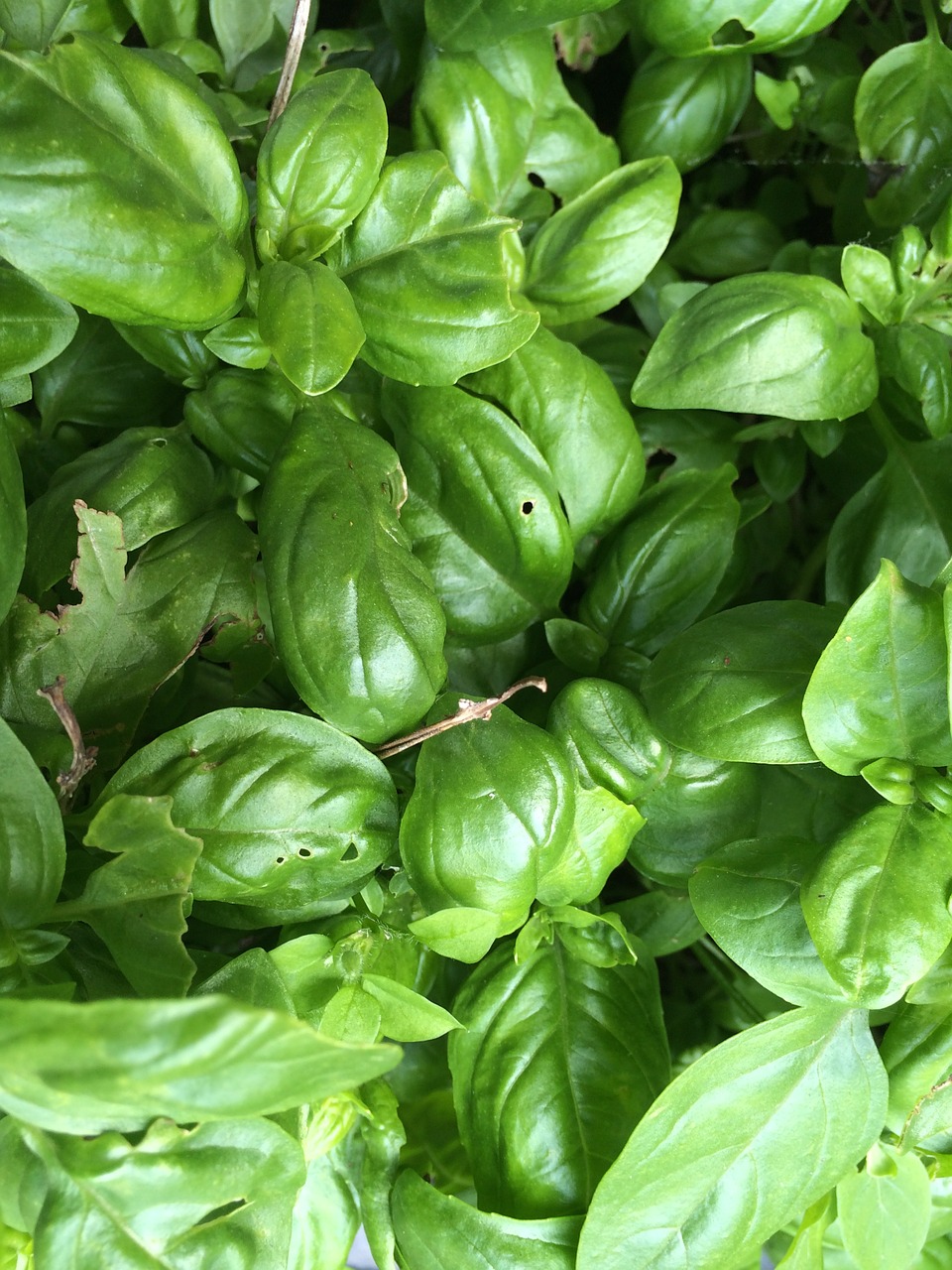 basil herbs green free photo