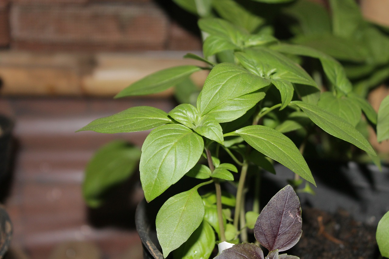 basil green food free photo