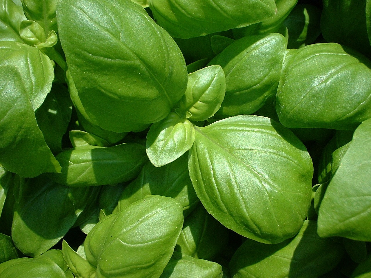 basil plant nature free photo