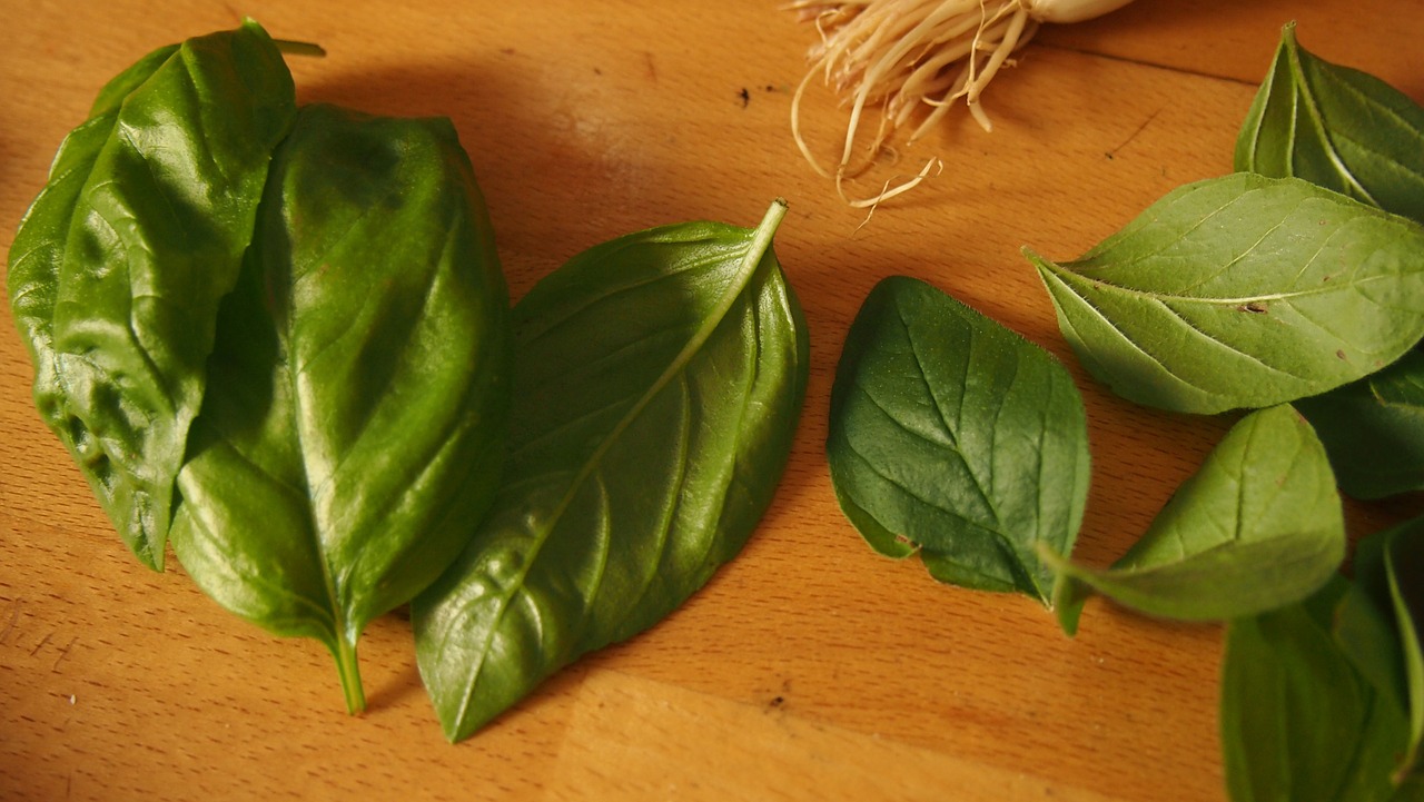 basil herbs frisch free photo