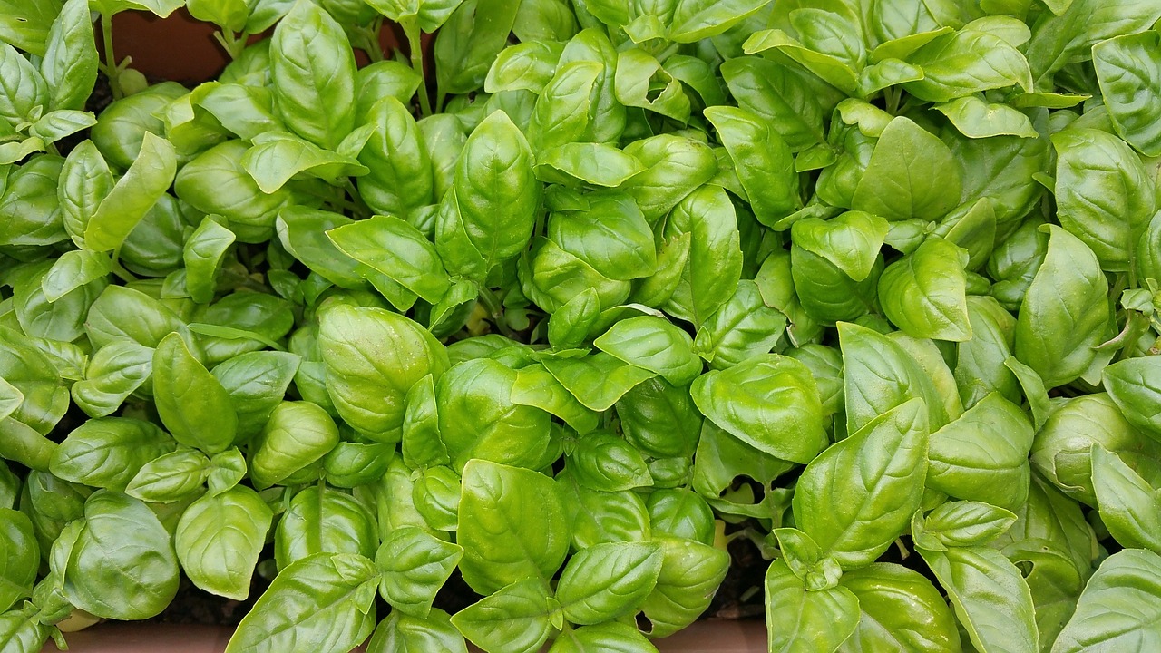 basil green summer free photo