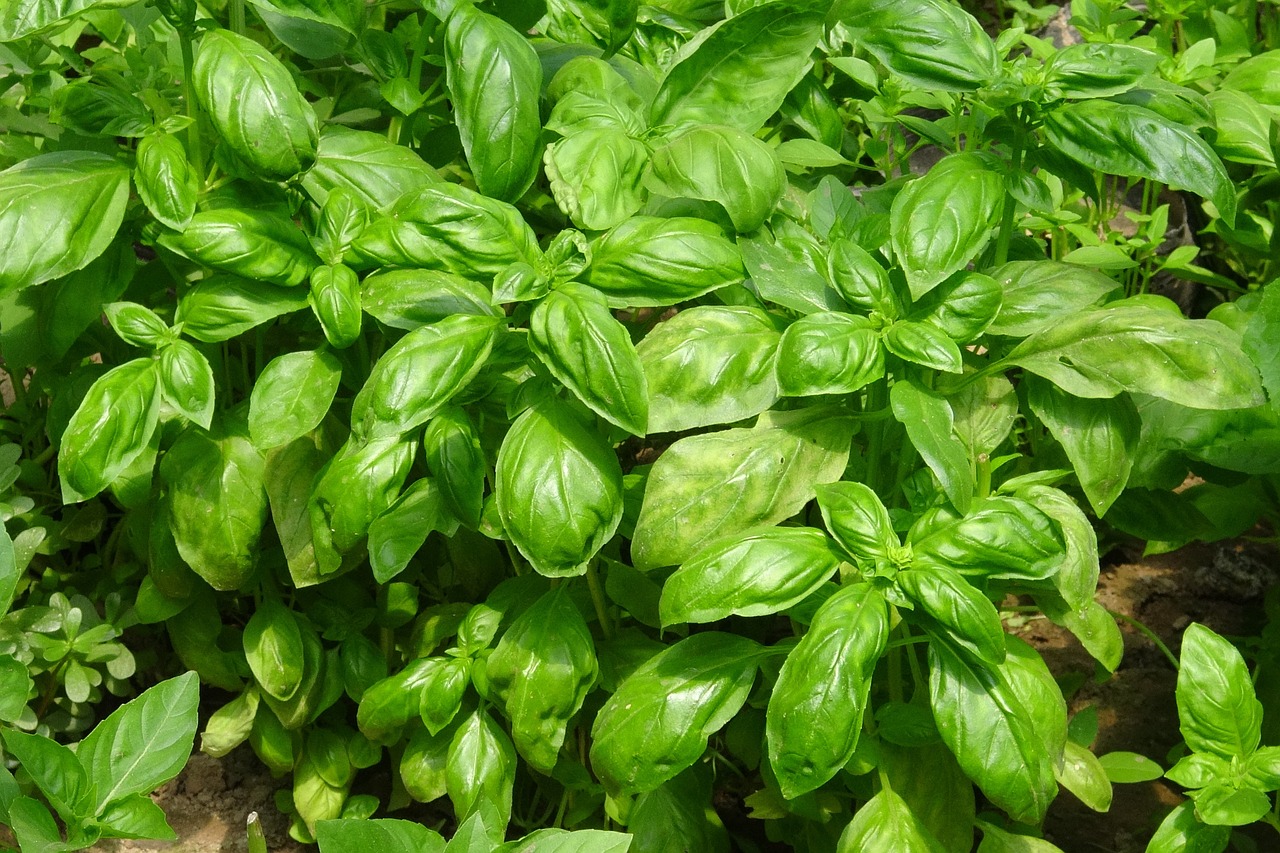 basil herb organic free photo