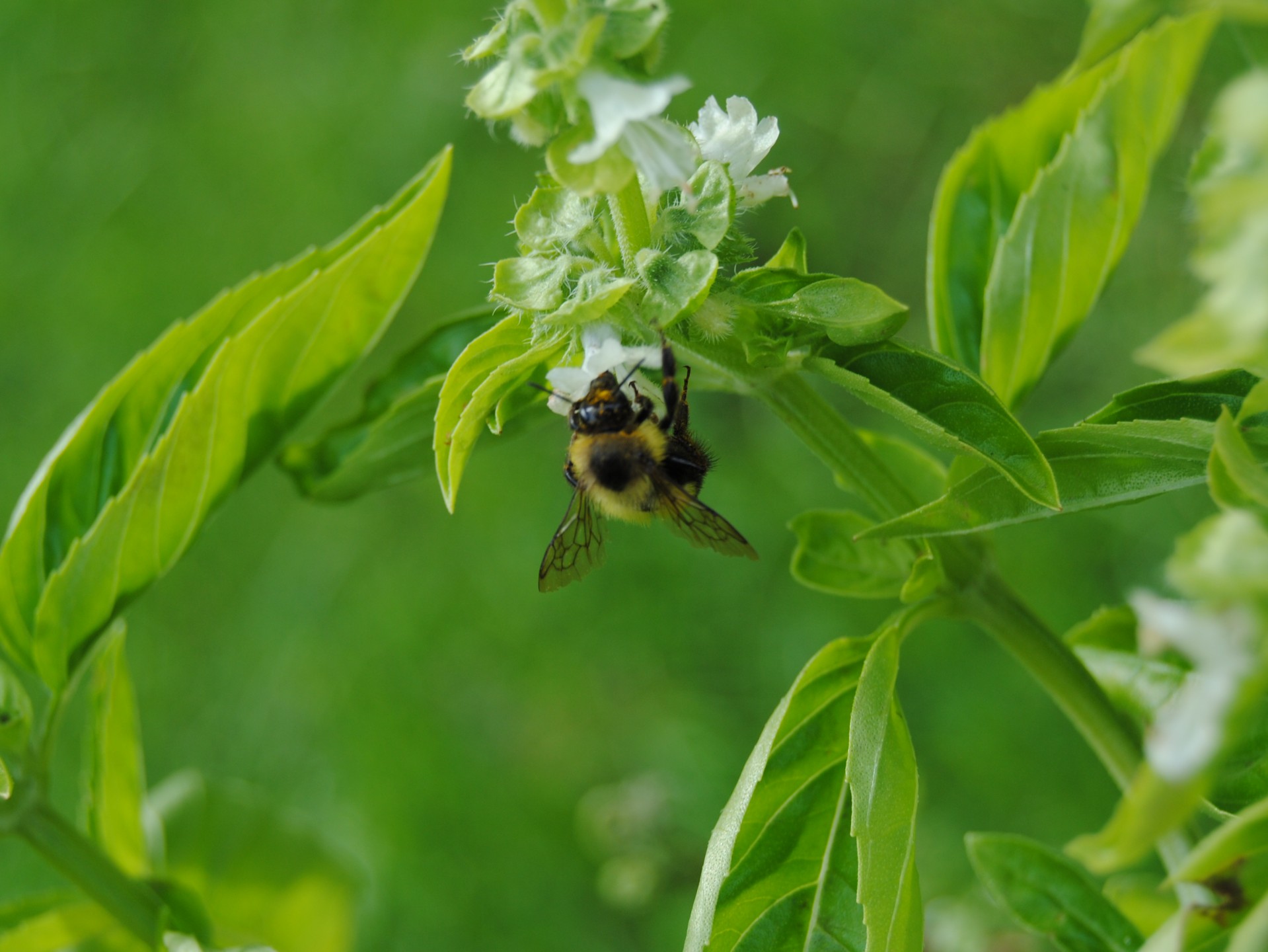 basil bee bumblebee free photo