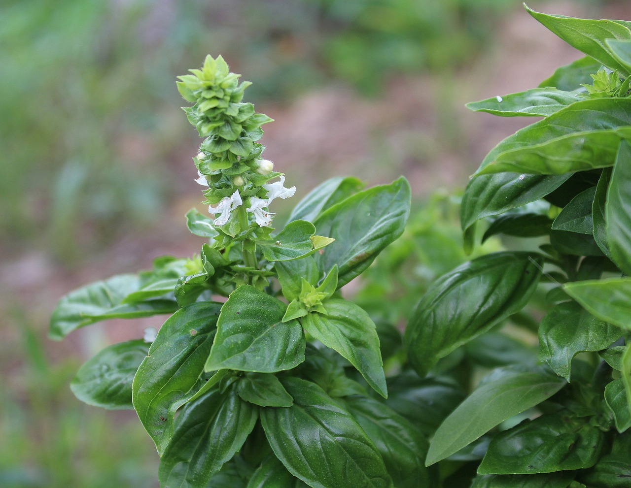 basil total herbs spices free photo