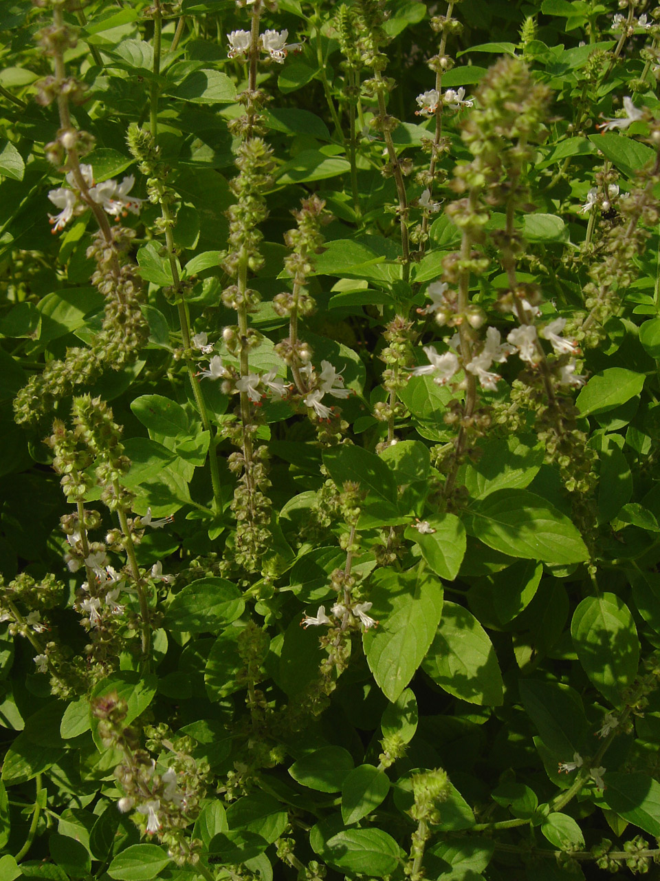 basil herb basil free photo