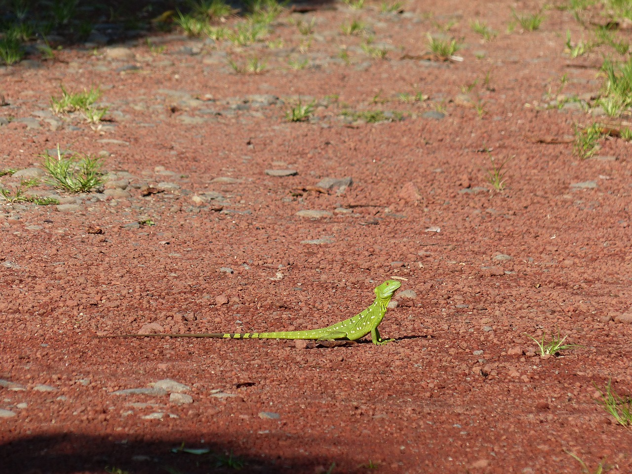 basilisk lizard green free photo