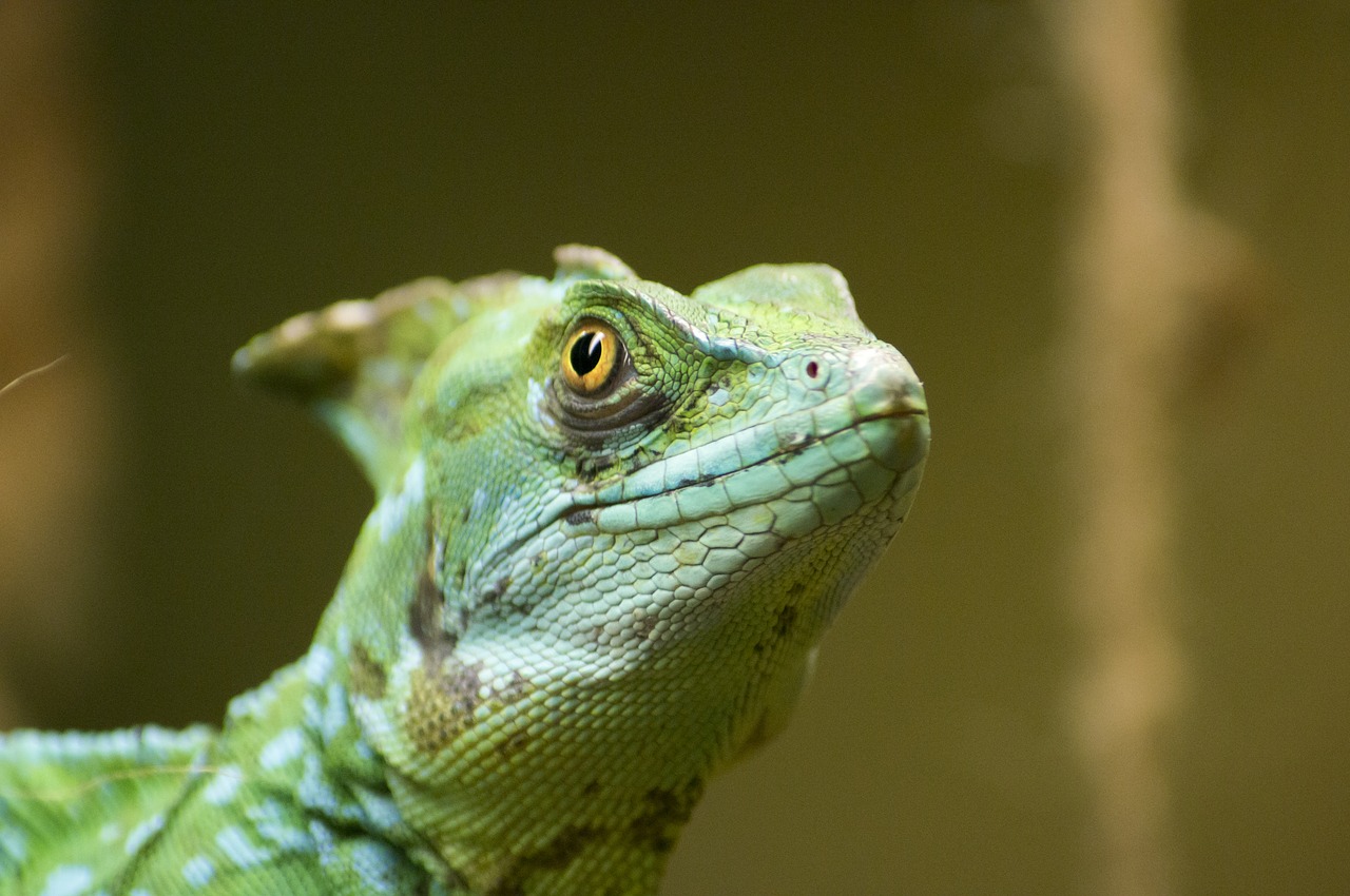 basilisk  green  reptile free photo