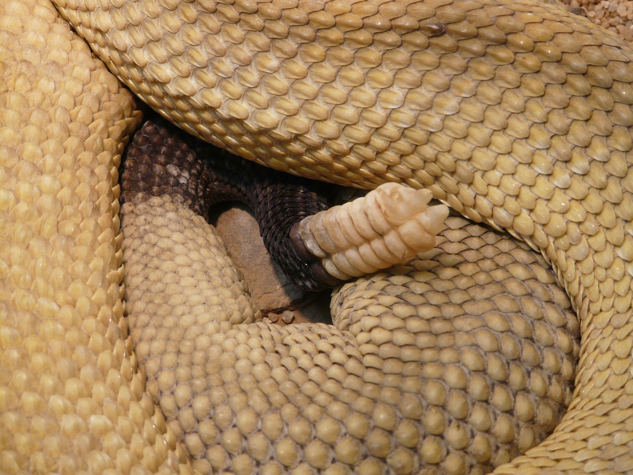 basilisk rattlesnake rattlesnake snake free photo