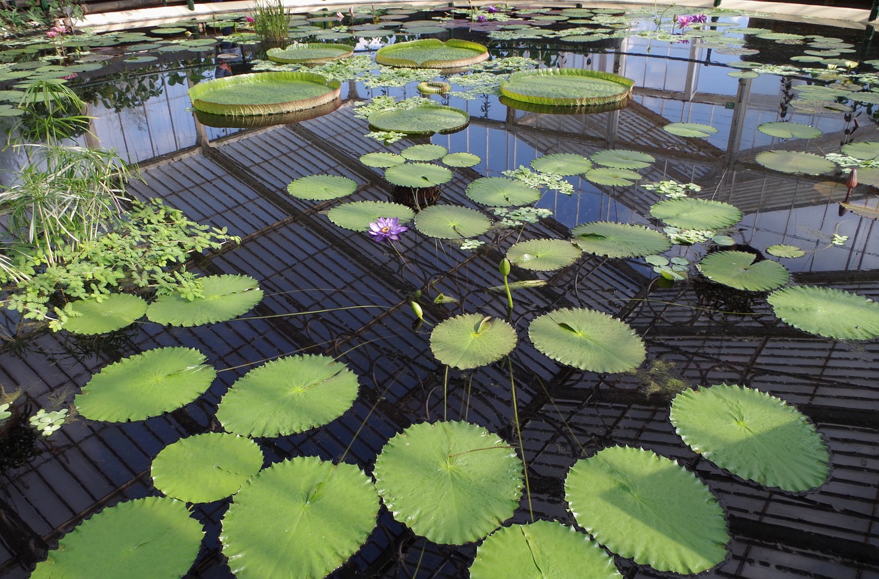 basin water lilies large round leaves free photo