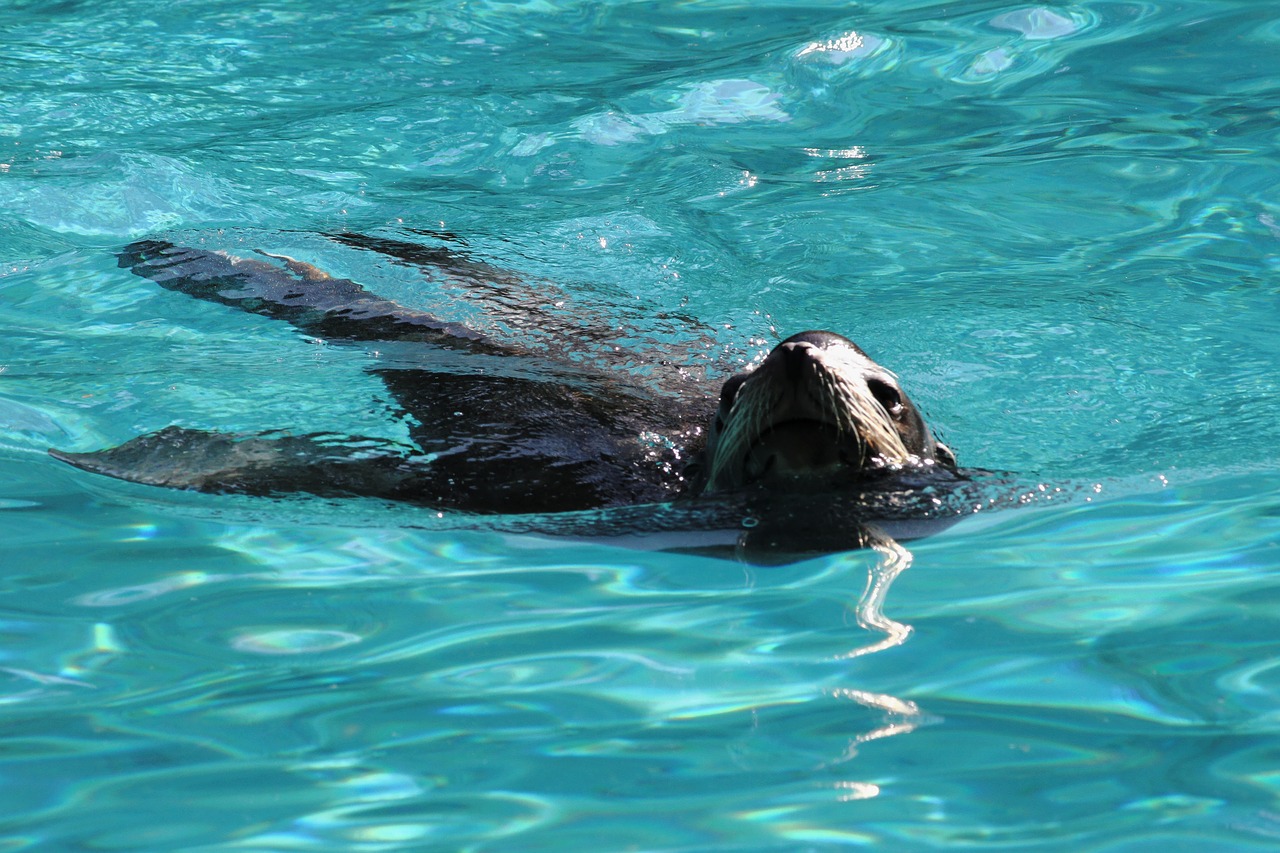 basin otter aquatic animal free photo