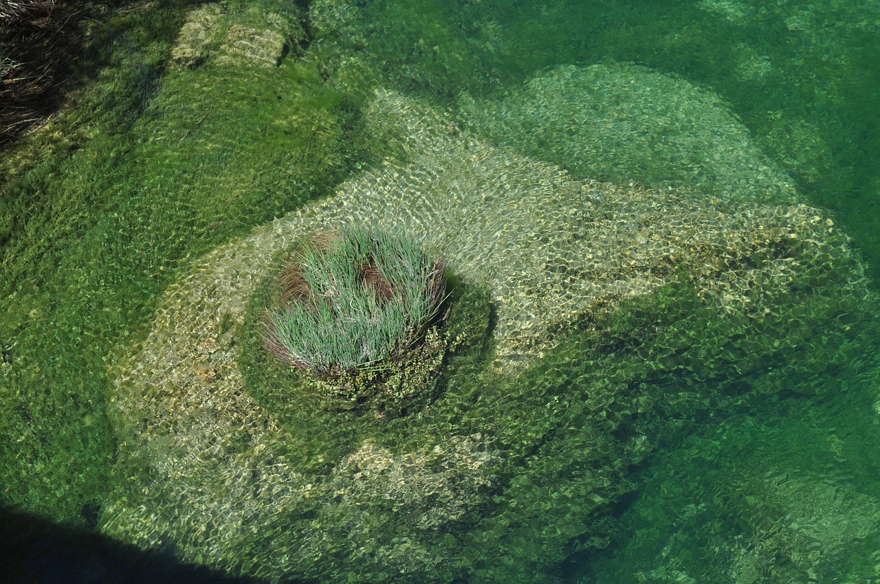 basin underwater vegetation green free photo