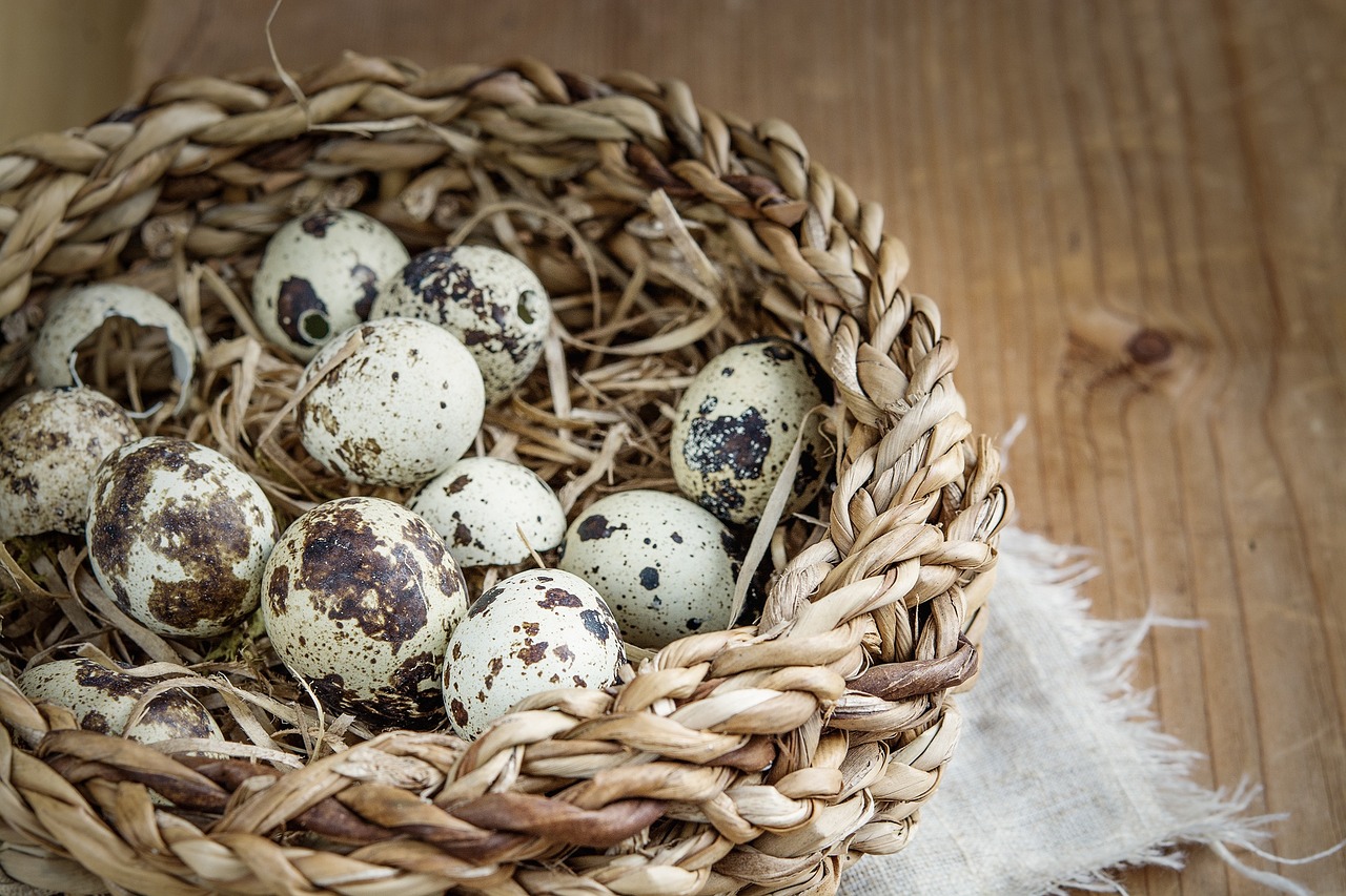 basket egg quail eggs free photo