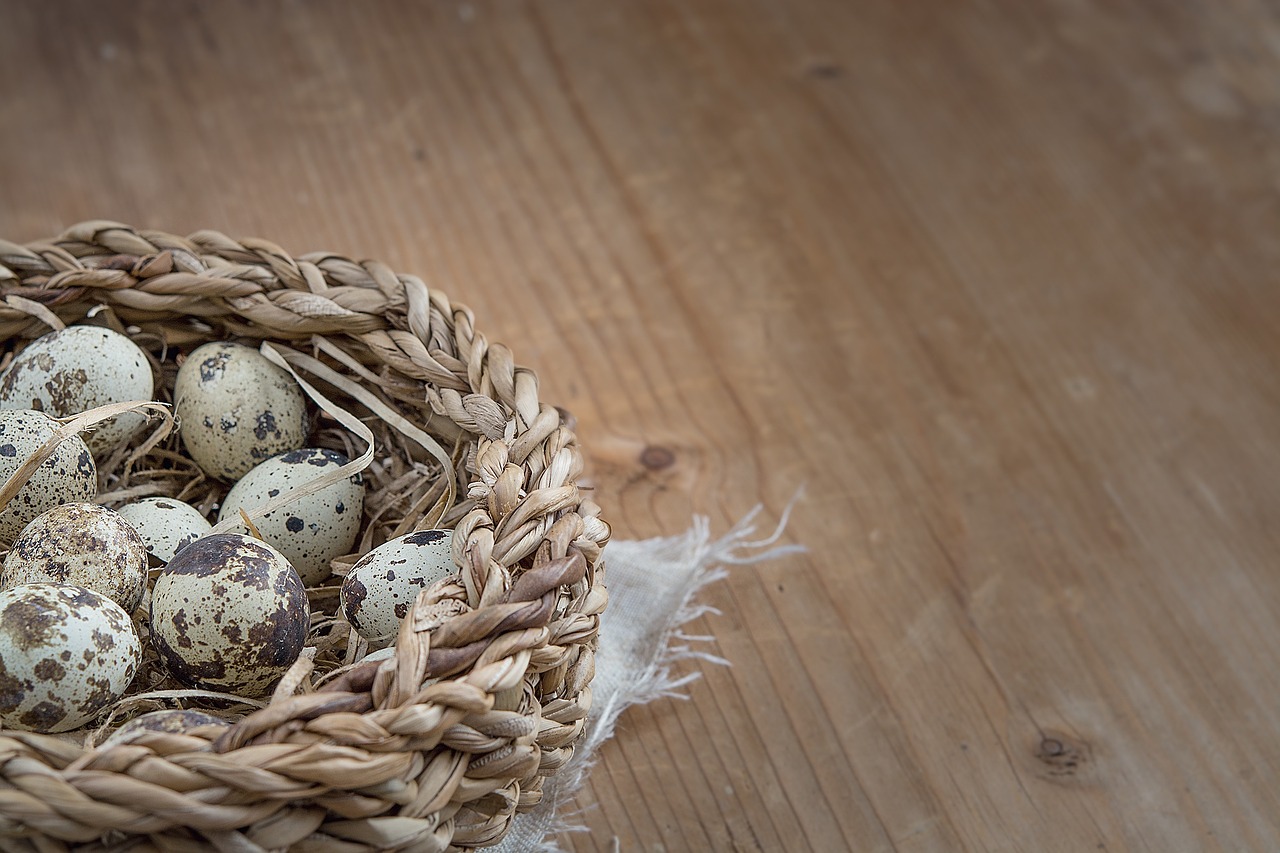 basket egg quail eggs free photo