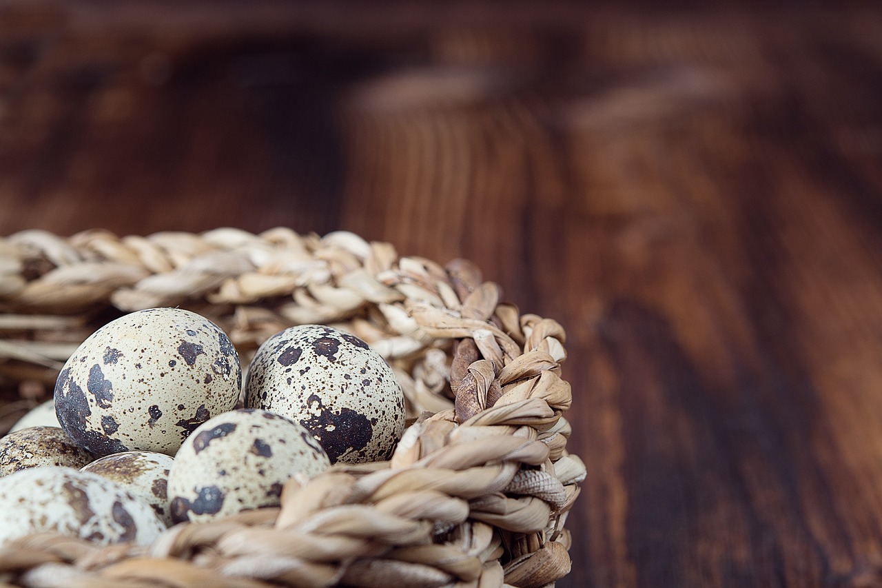 basket egg quail eggs free photo