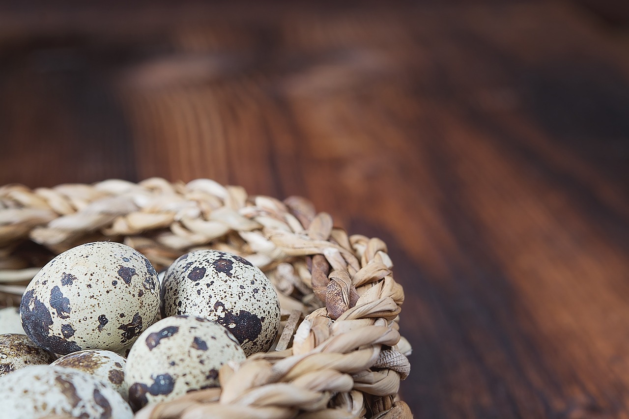 basket egg quail eggs free photo