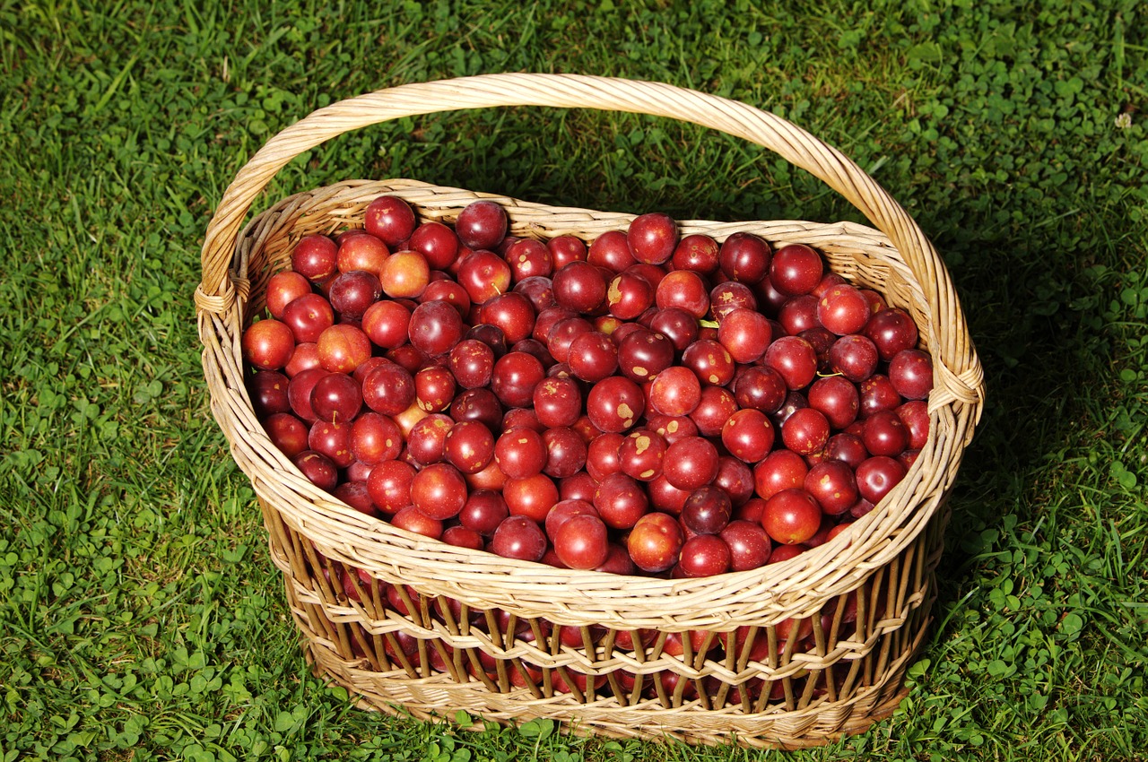 basket plum frisch free photo