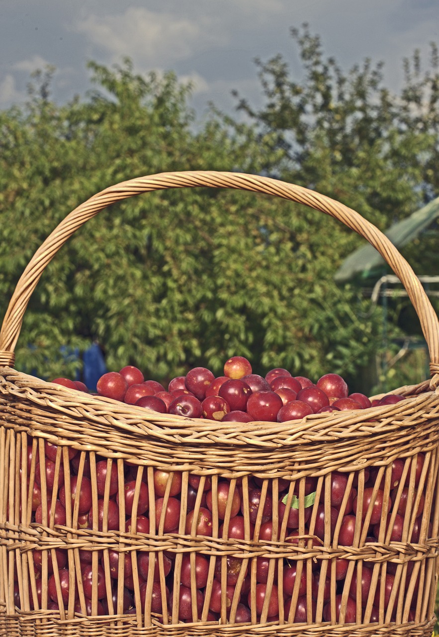 basket plum frisch free photo