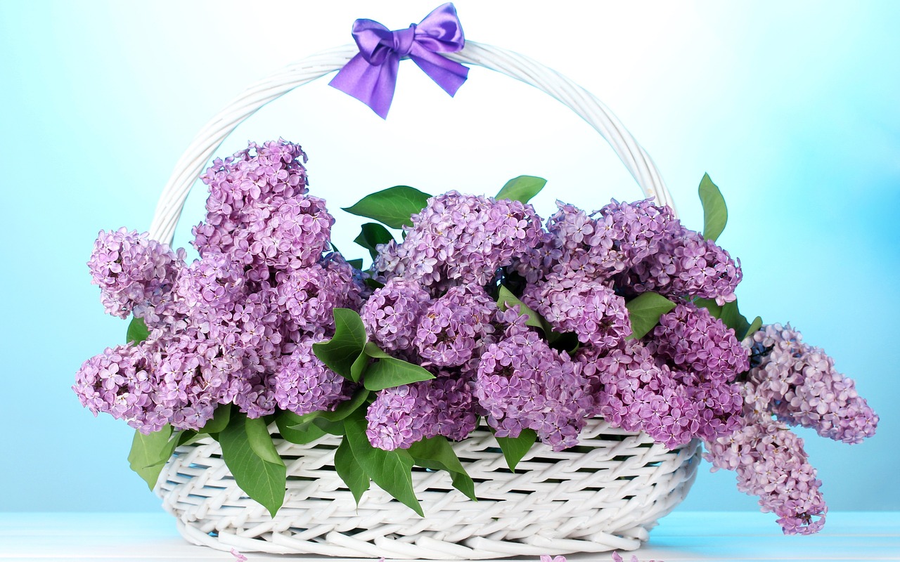 basket lilac bow free photo