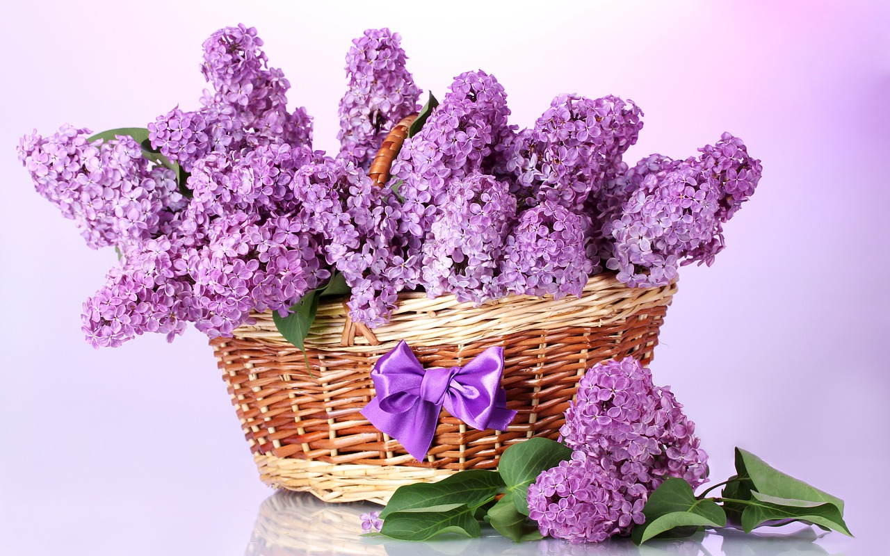 basket lilac bow free photo