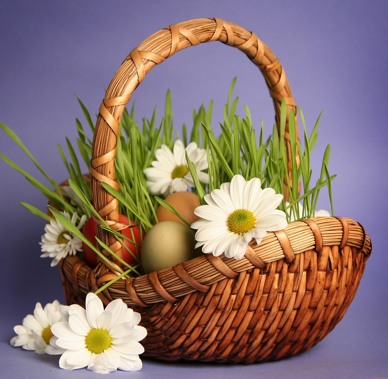 basket grass chamomile free photo