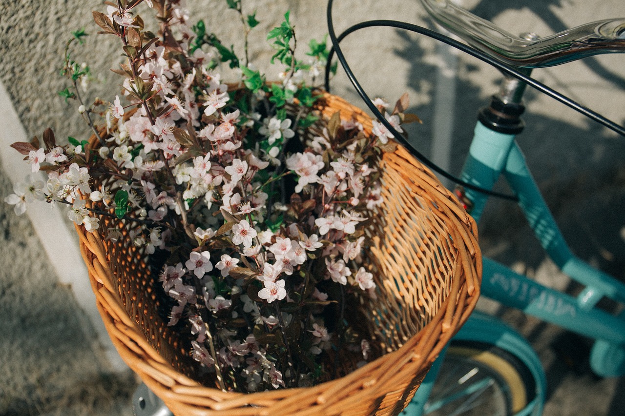 basket bike bicycle free photo