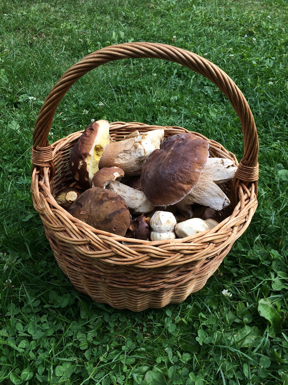 basket mushrooms boletus free photo