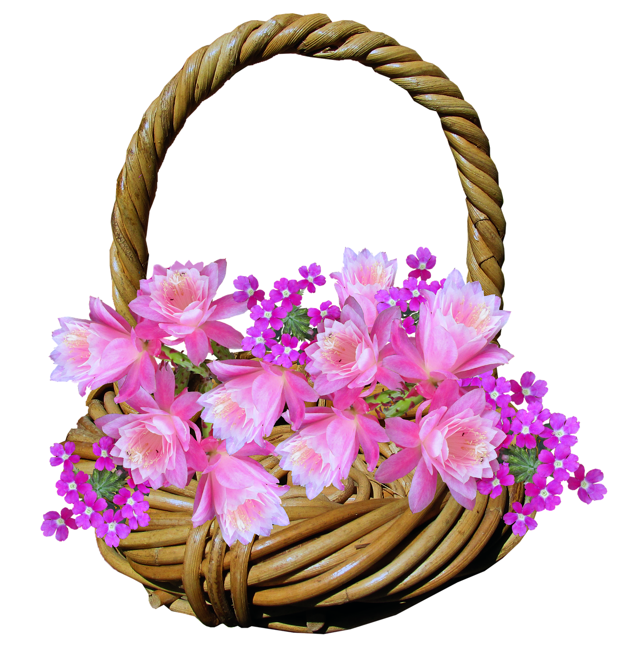 basket flowers cactus free photo