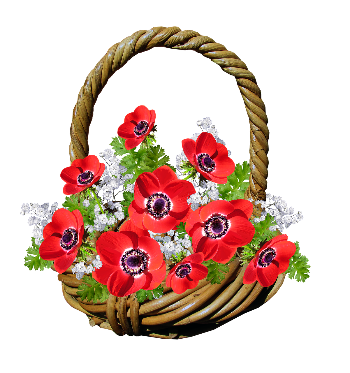 basket anemone red flowers free photo