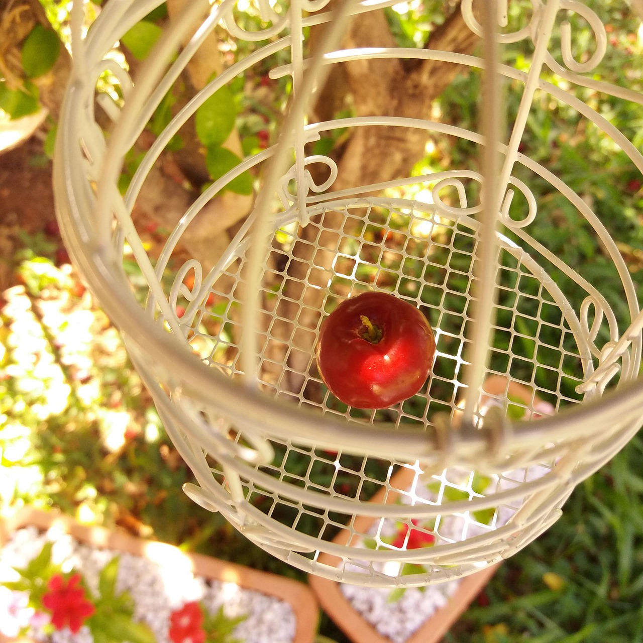 basket  summer  nature free photo