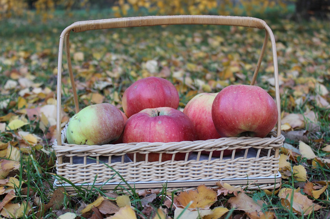 basket  apple  autumn free photo