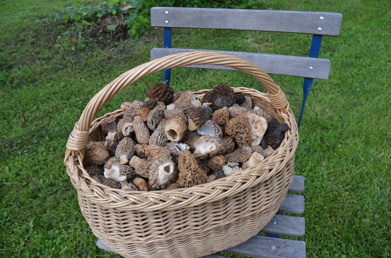 basket mushroom the catch free photo