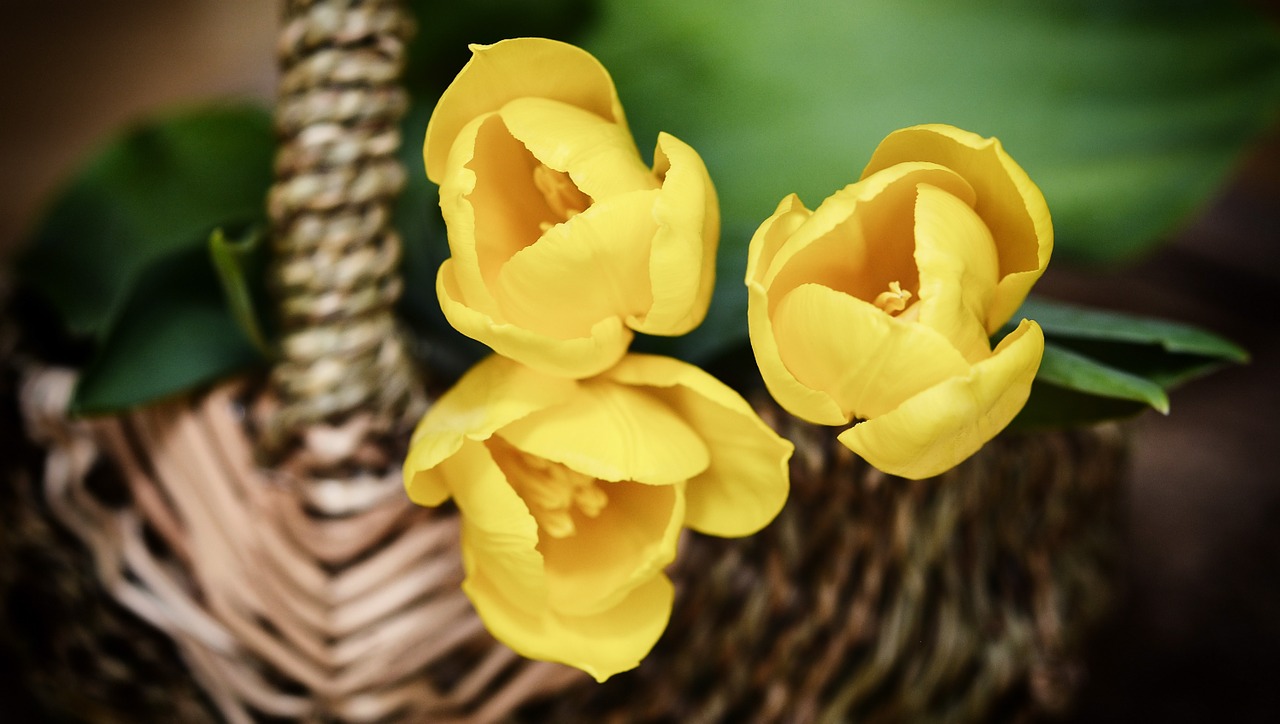 basket flower basket flowers free photo