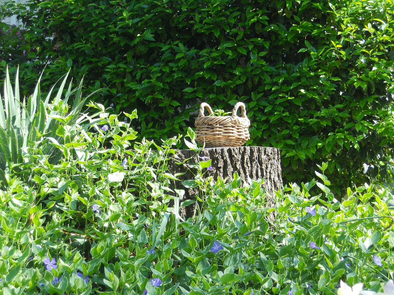 basket stump garden free photo