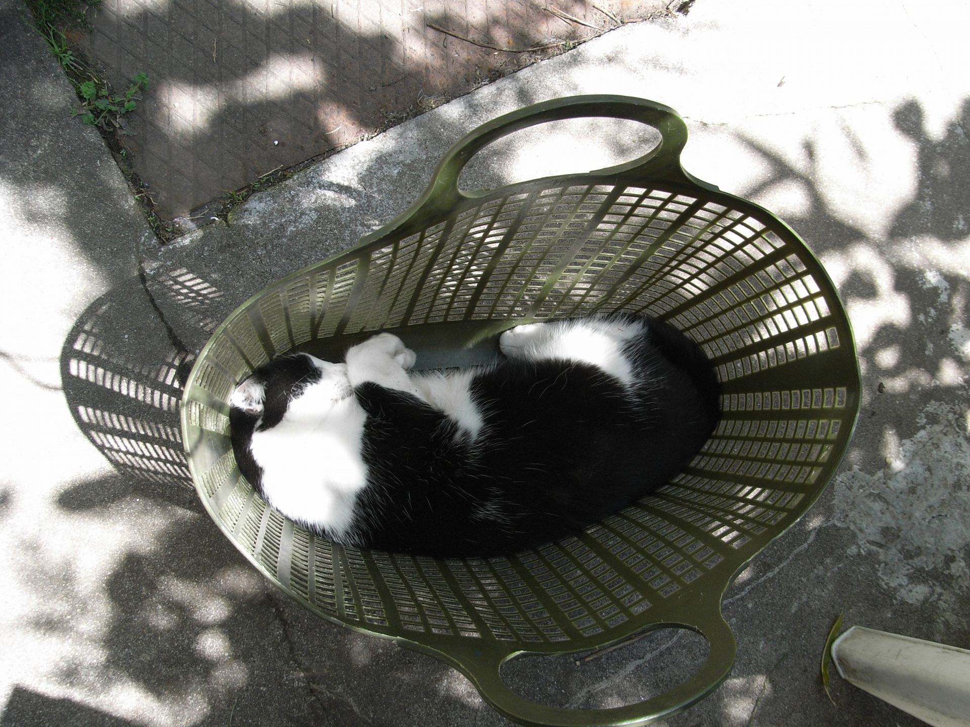 cat sleeping basket case free photo