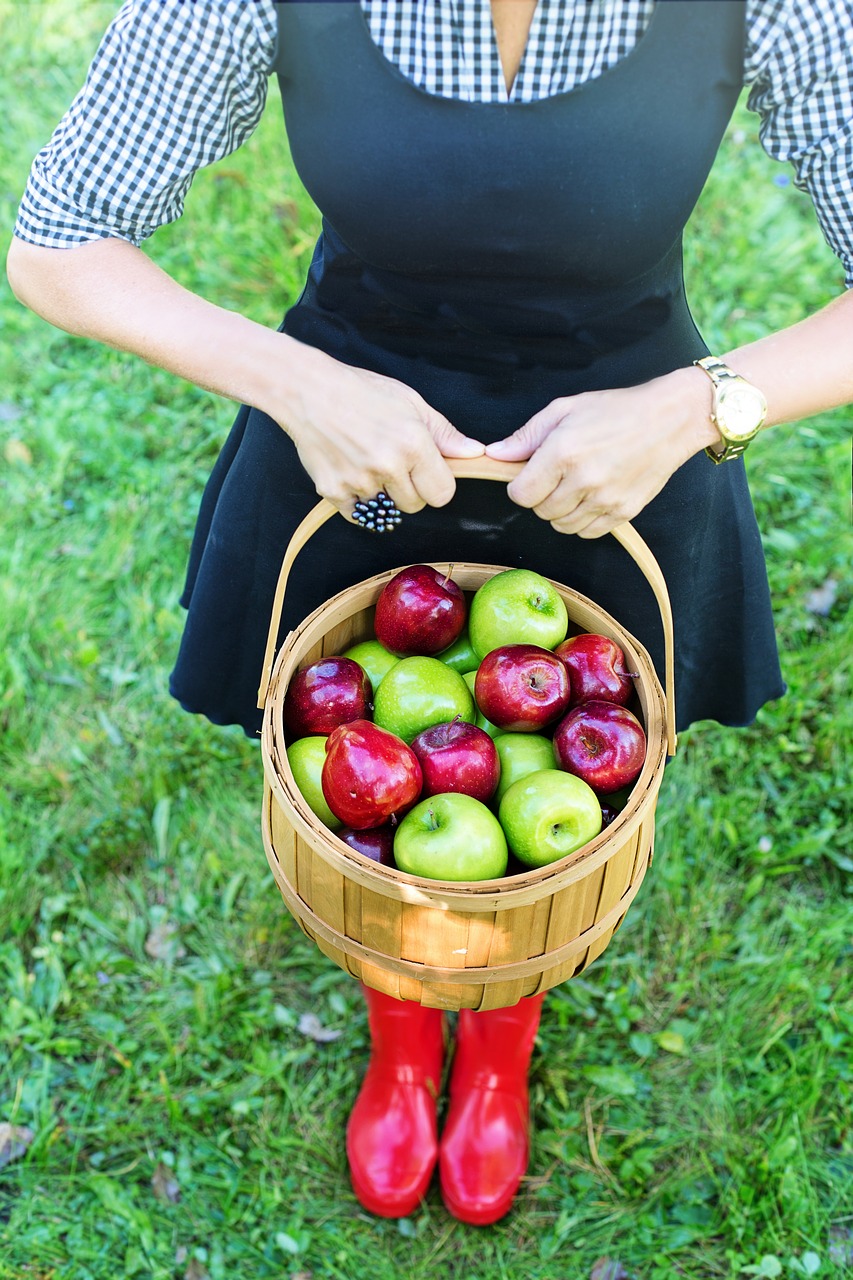 basket of apples  apple picking  woman free photo
