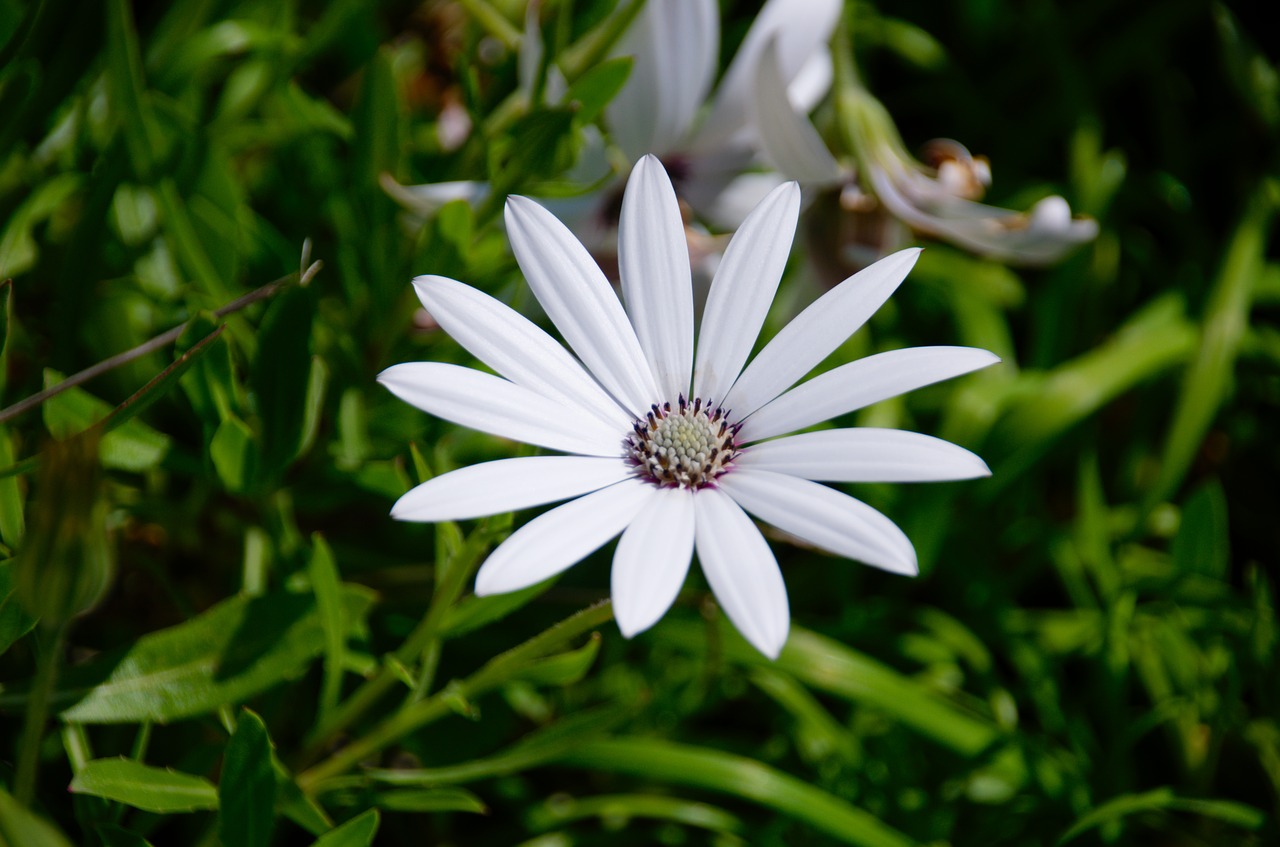 basket of cape town flower flora free photo