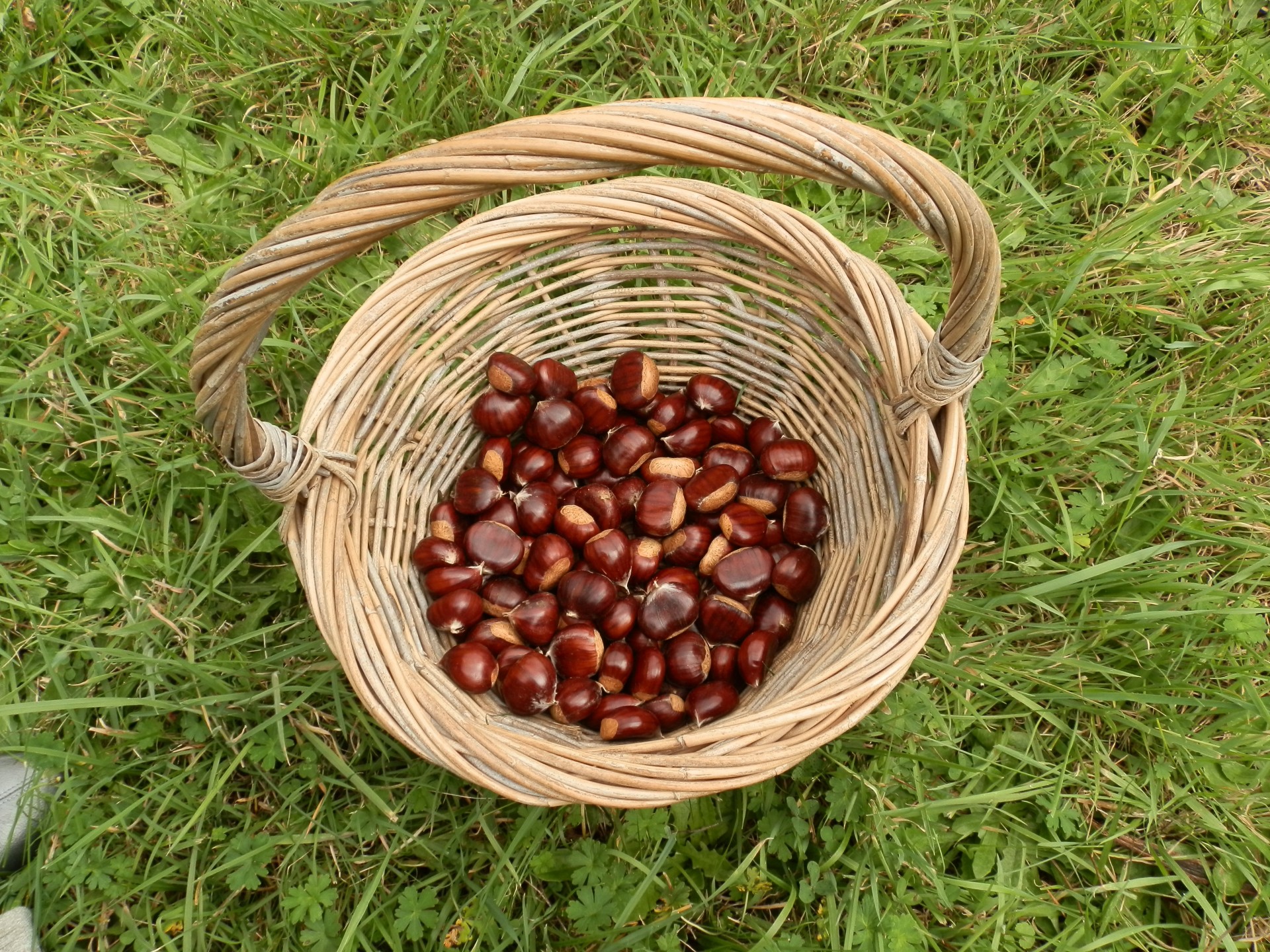 chestnuts basket autumn free photo